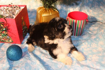 havanese-puppies